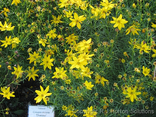 Coreopsis Tinctoria